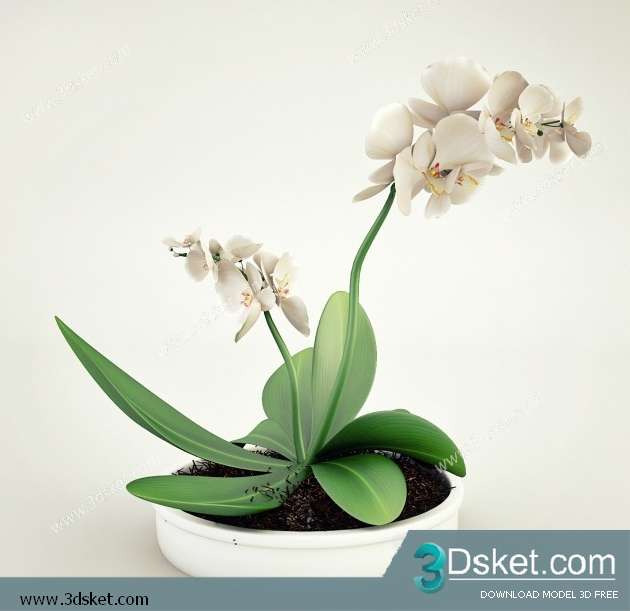 3D Model Plant Free Download 024