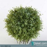3D Model Plant Free Download 0158