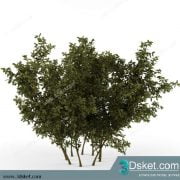 3D Model Plant Free Download 0165