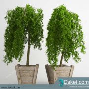 3D Model Plant Free Download 0263