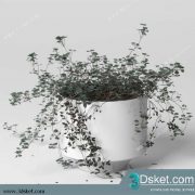3D Model Plant Free Download 0264