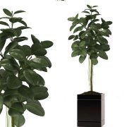 3D Model Plant Free Download 0268