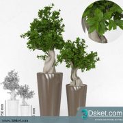 3D Model Plant Free Download 0275