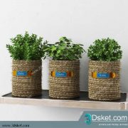 3D Model Plant Free Download 0303
