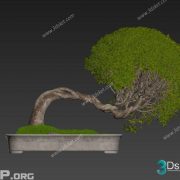 3D Model Outdoor Plants Free Download 047