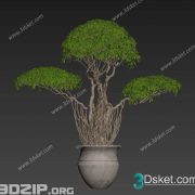 3D Model Outdoor Plants Free Download 048