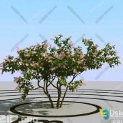 3D Model Outdoor Plants Free Download 055