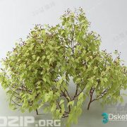 3D Model Outdoor Plants Free Download 056