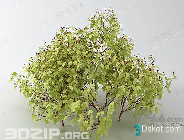 3D Model Outdoor Plants Free Download 056