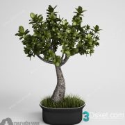 3D Model Outdoor Plants Free Download 057