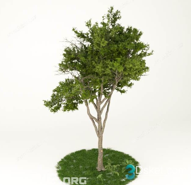3D Model Outdoor Plants Free Download 043