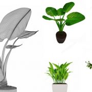 3D Model Indoor Plants Free Download 059