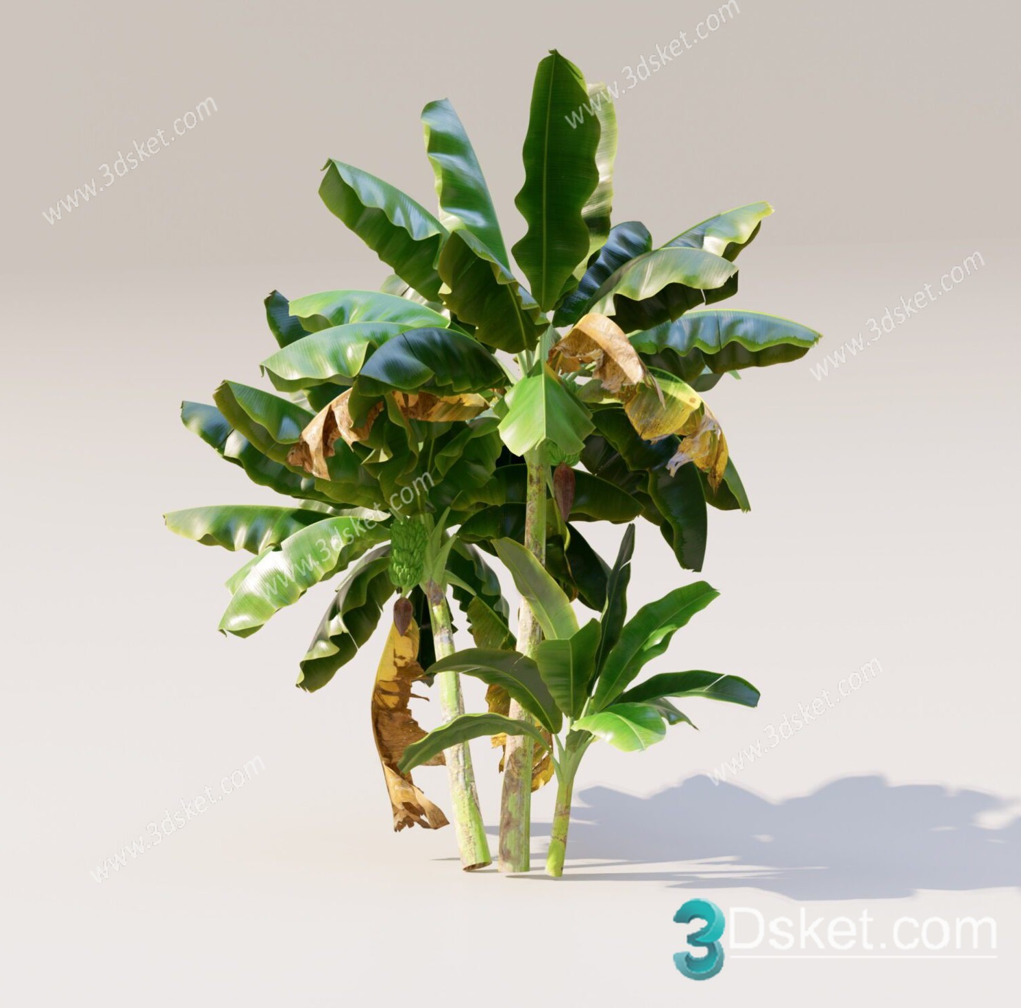 3D Model Plants Free Download 003 Cây chuối