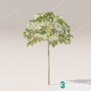 3d Cay Du Du (Papaya tree) Model 004 Free Download