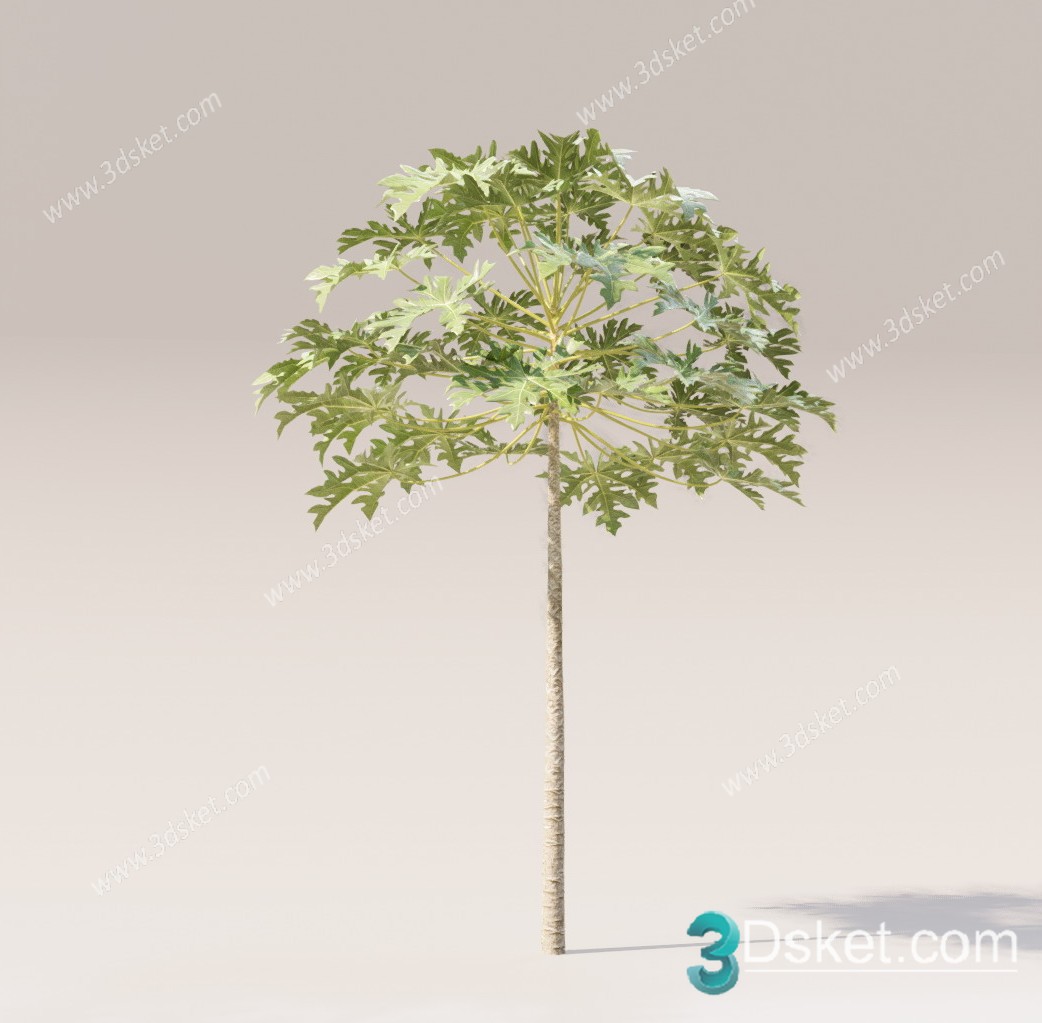 3d Cay Du Du (Papaya tree) Model 004 Free Download