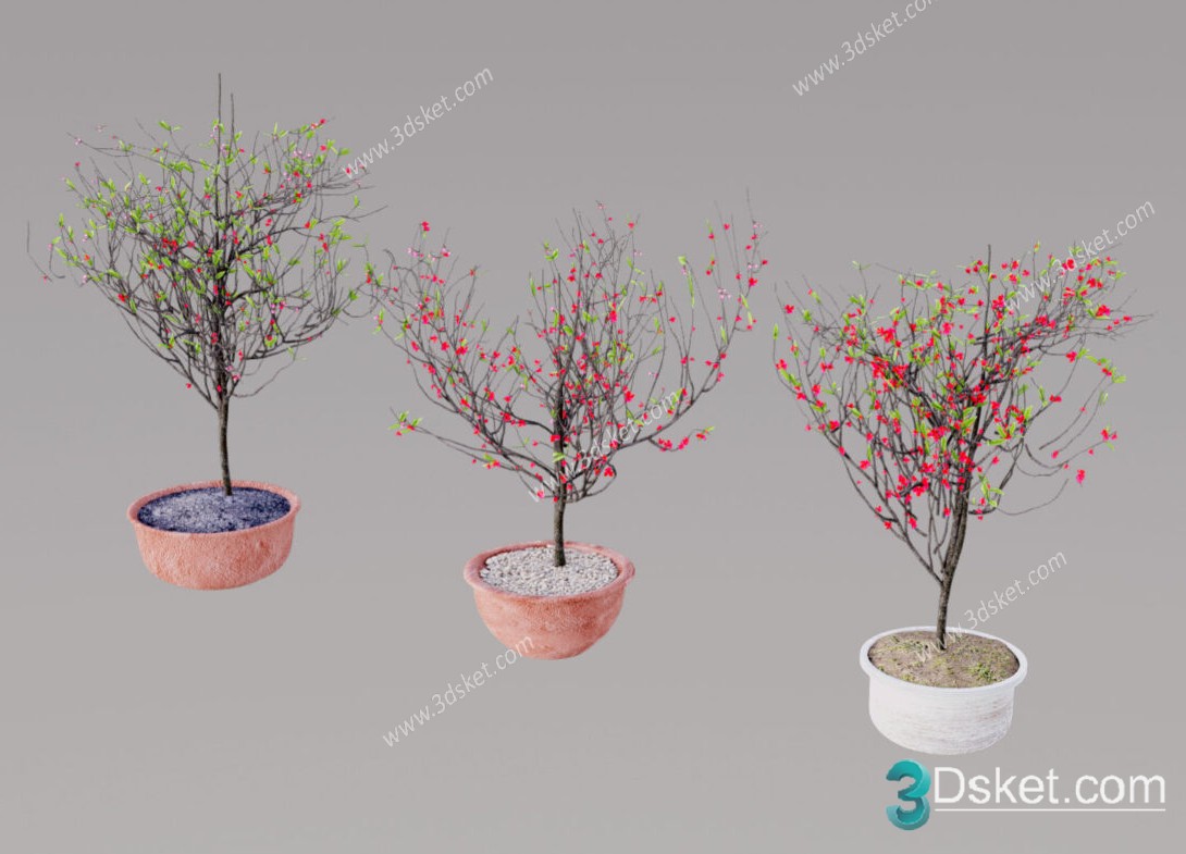 3D Model Tree Free Download T001 Cây hoa đào
