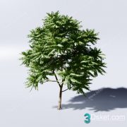 3D Model Outdoor Plants Free Download 007 Cây khế