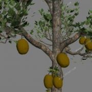 3d Jackfruit Tree Model Free Download 012