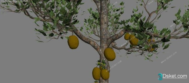 3d Jackfruit Tree Model Free Download 012