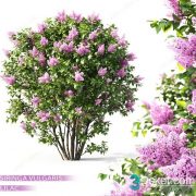 3d Lilac Flowering Plant Model Free Download 013