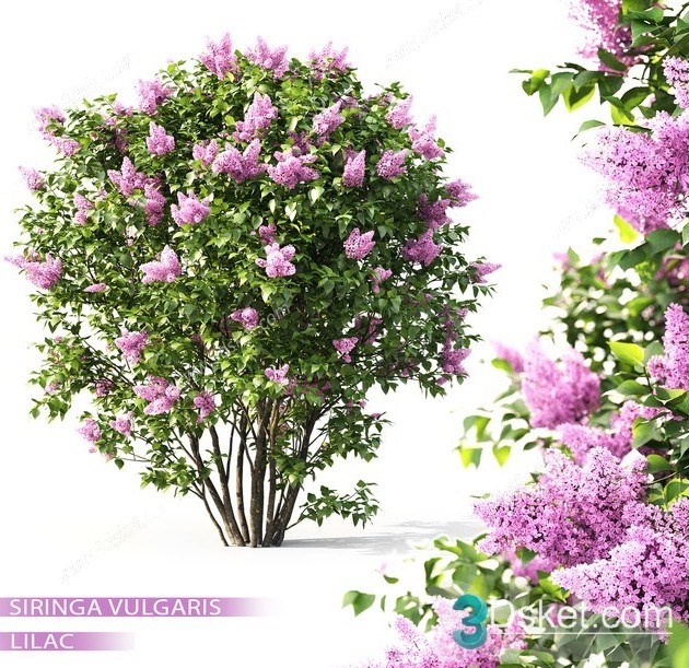 3d Lilac Flowering Plant Model Free Download 013