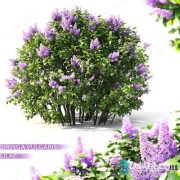 3d Lilac Flowering Plant Model Free Download 014