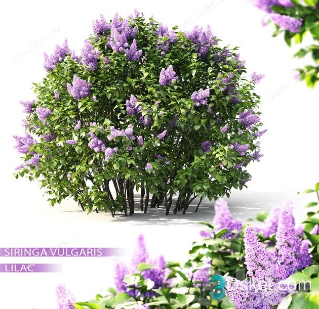 3d Lilac Flowering Plant Model Free Download 014