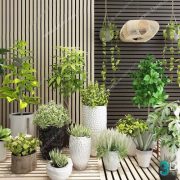 3D Model Indoor Plants Free Download 015
