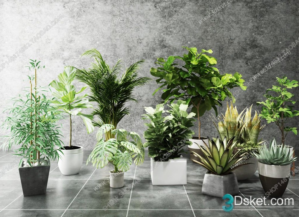 3D Model Indoor Plants Free Download 019
