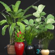 3D Model Indoor Plants Free Download 021
