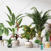 3D Model Indoor Plants Free Download 024