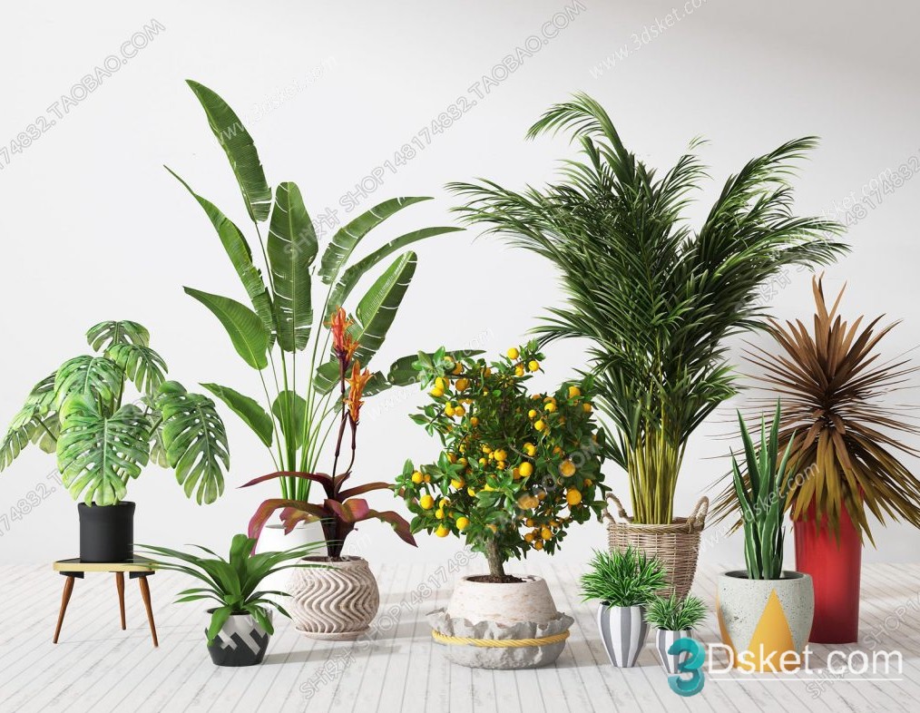 3D Model Indoor Plants Free Download 024