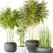 3D Model Outdoor Plants Free Download 023