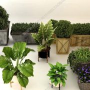 3D Model Indoor Plants Free Download 025