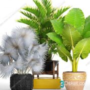 3D Model Indoor Plants Free Download 026