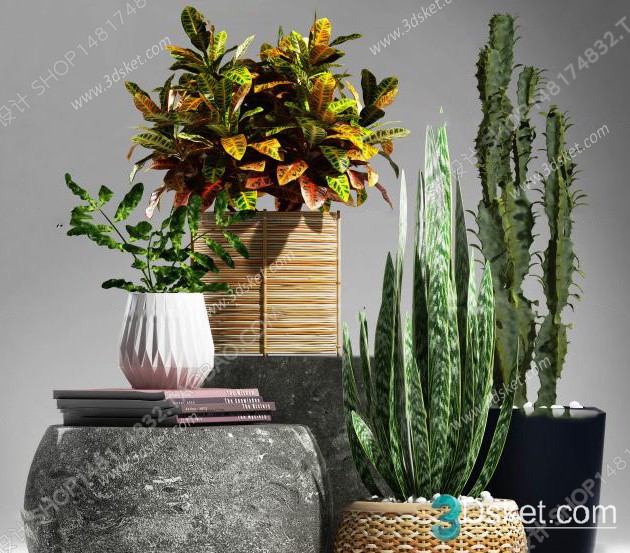 3D Model Indoor Plants Free Download 027
