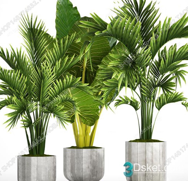 3D Model Indoor Plants Free Download 029