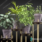 3D Model Indoor Plants Free Download 031