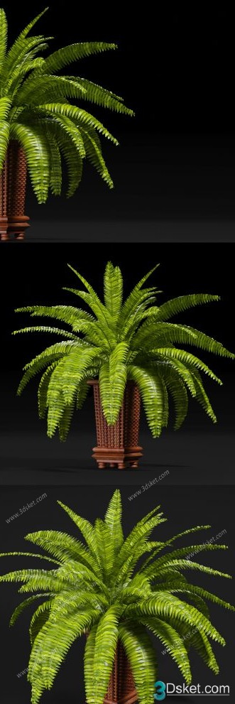 3D Model Indoor Plants Free Download 032