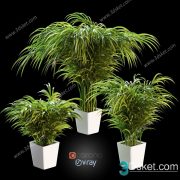 3D Model Indoor Plants Free Download 033