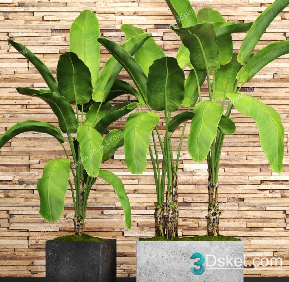 3D Model Indoor Plants Free Download 036