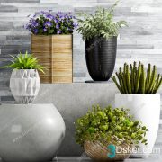 3D Model Indoor Plants Free Download 039