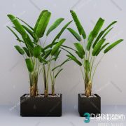 3D Model Indoor Plants Free Download 041
