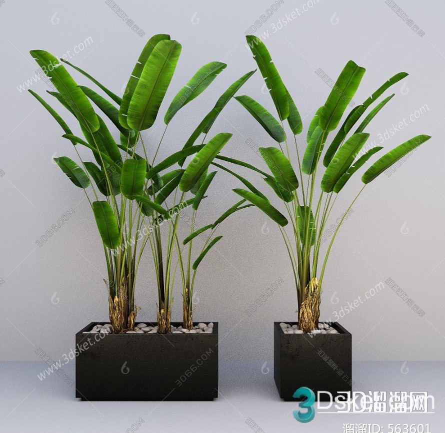 3D Model Indoor Plants Free Download 041