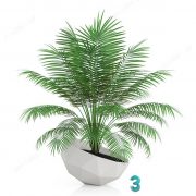3D Model Indoor Plants Free Download 043