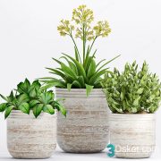 3D Model Indoor Plants Free Download 046