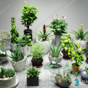 3D Model Indoor Plants Free Download 049