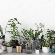 3D Model Indoor Plants Free Download 050