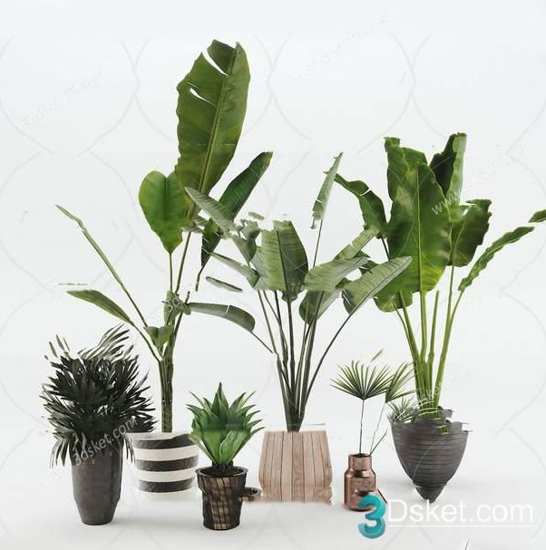 3D Model Indoor Plants Free Download 051