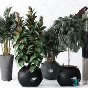 3D Model Indoor Plants Free Download 052